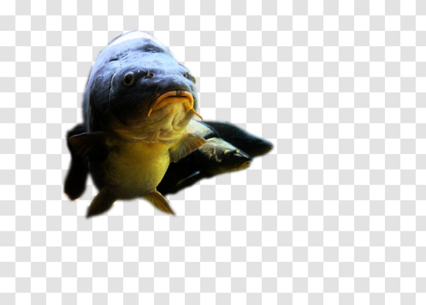 Loggerhead Sea Turtle Box Turtles Tortoise Boilie - Fishing Bait Transparent PNG