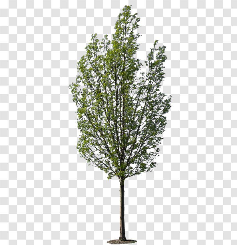 Larch Tree Planting Tropical Woody Bamboos Transparent PNG