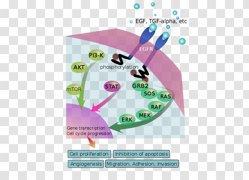 Epidermal Growth Factor Receptor Osimertinib Signal Transduction Gefitinib - Cartoon Cancer Cell Transparent PNG