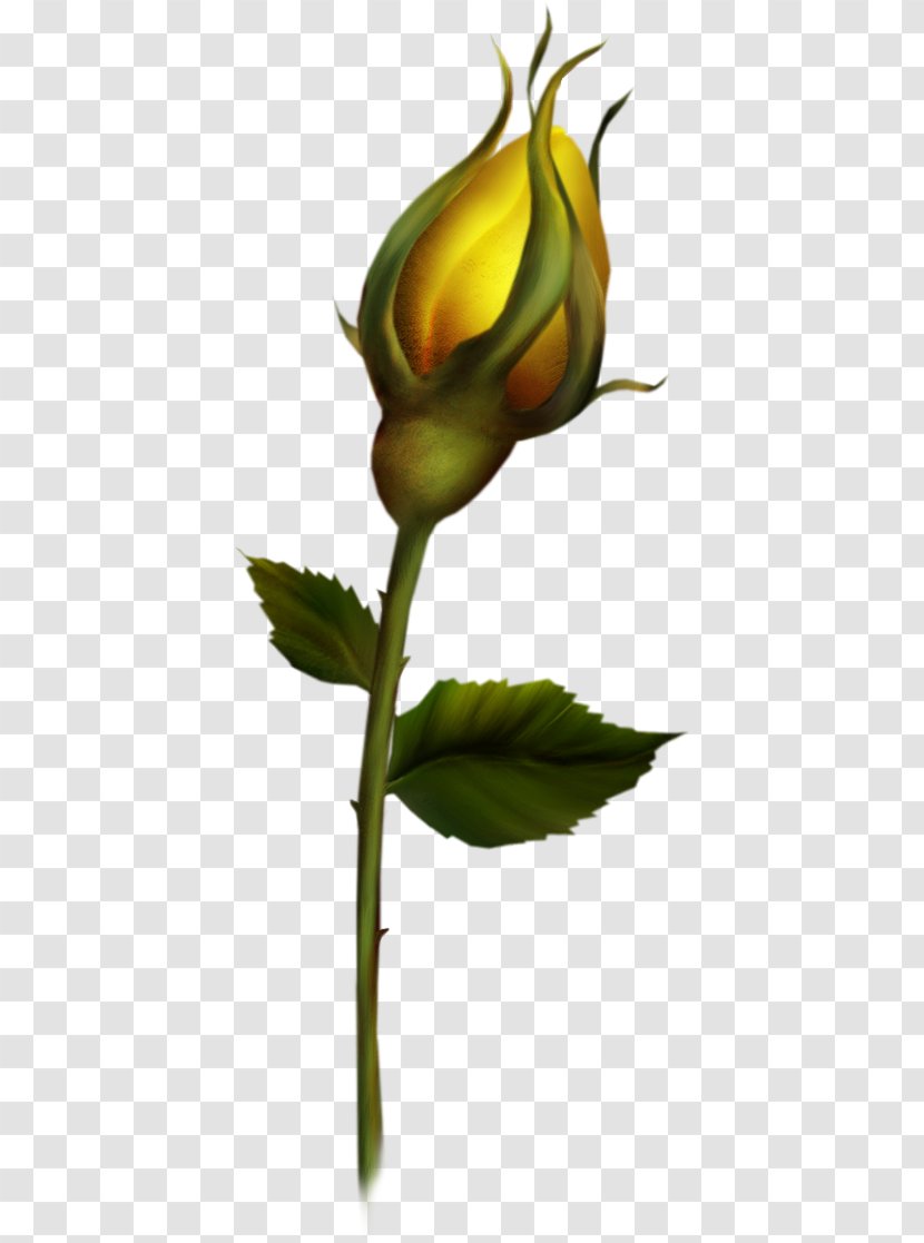 Bud Rose Clip Art - Yellow - Still Life Photography Transparent PNG