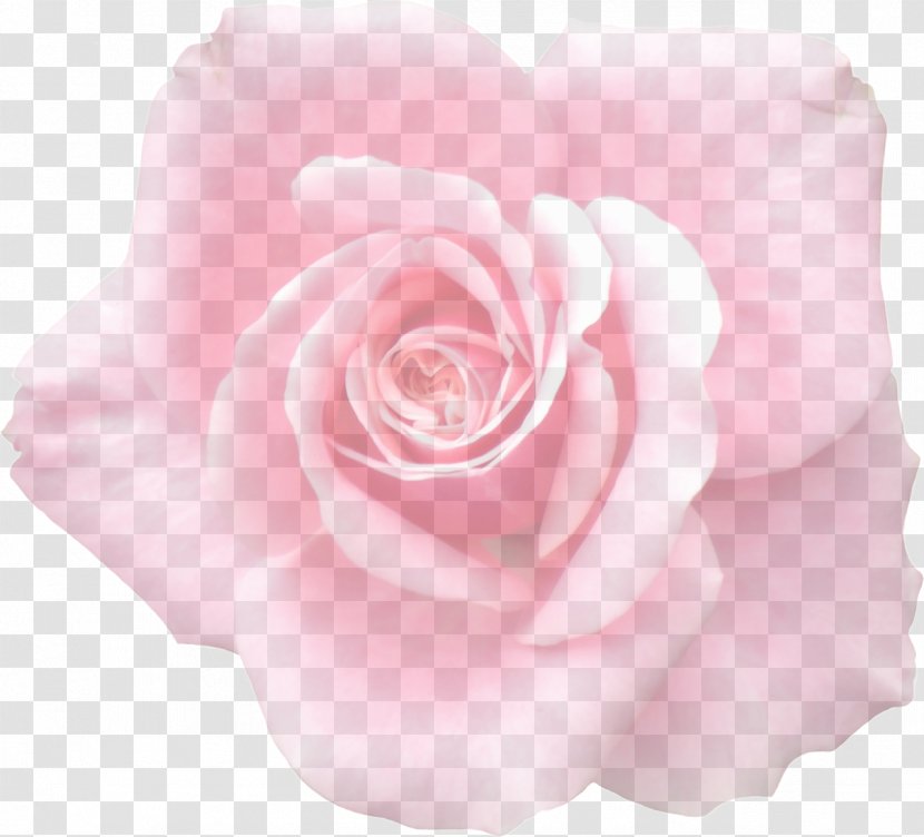 Garden Roses Cabbage Rose Floribunda Flora: Images Flower - Petal Transparent PNG