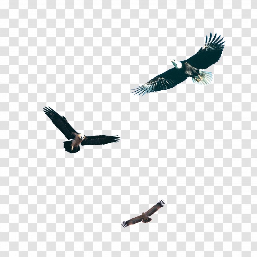 Bird Hawk Download - Raster Graphics - Black Eagle Pictures Transparent PNG