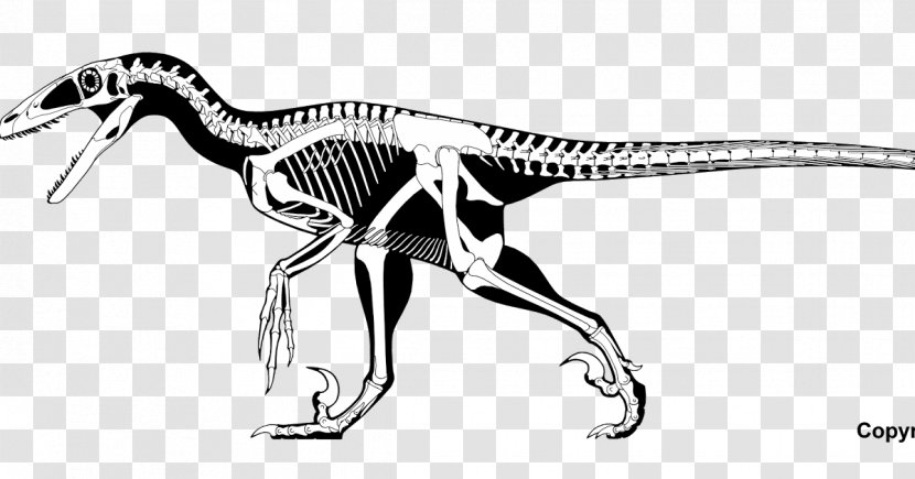 Deinonychus Velociraptor Spinosaurus Allosaurus Dilophosaurus - Theropods - Dinosaur Transparent PNG