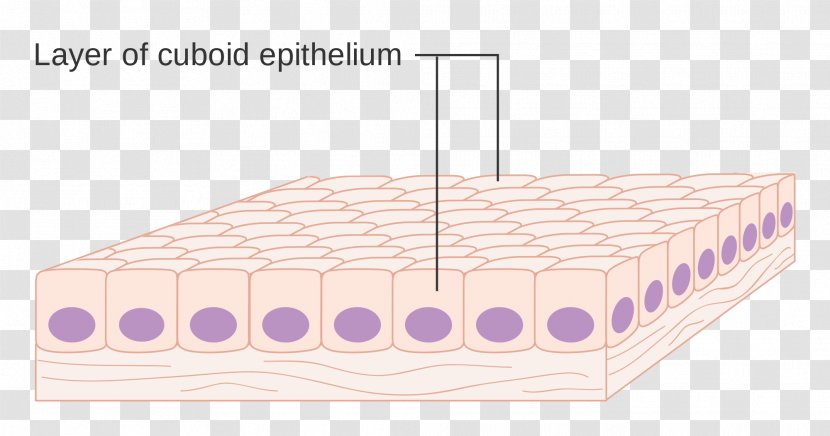 /m/083vt Mattress Line Product Design Cell - Epithelium Transparent PNG