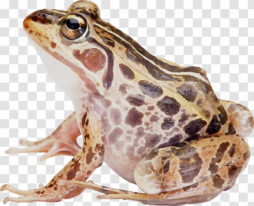 American Bullfrog Amphibians Toad True Frog - Beaked - Wood Transparent PNG