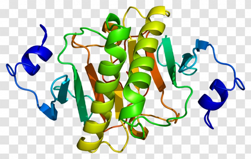 HINT1 Gene Histidine Triad Nucleotide Binding Protein 1 HINT2 - Tree - Watercolor Transparent PNG