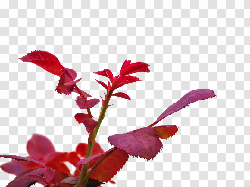 Plant Stem Leaf Cut Flowers Petal Flora Transparent PNG