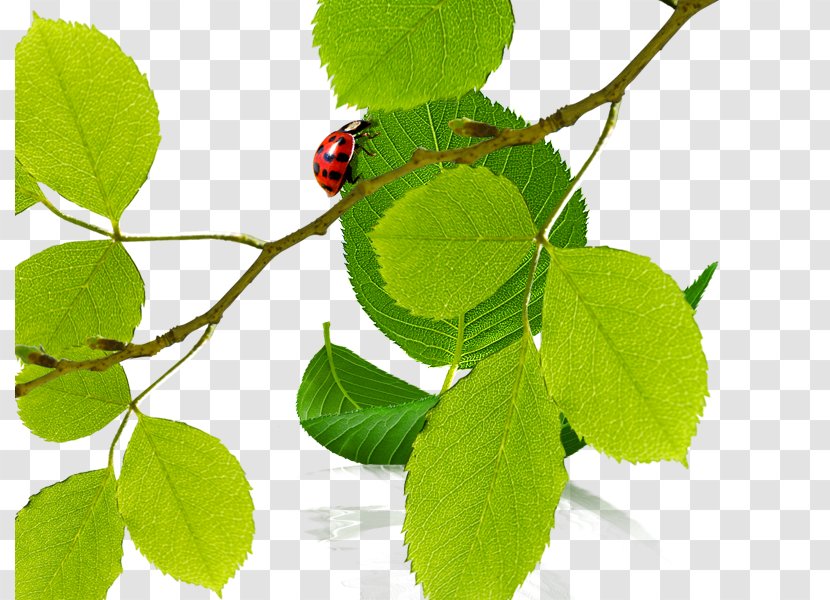 Euclidean Vector Ladybird Icon - Leaf - Ladybug On Leaves Transparent PNG