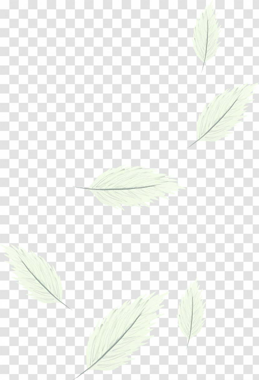Angle Pattern - Material - Ethereal White Feathers Transparent PNG
