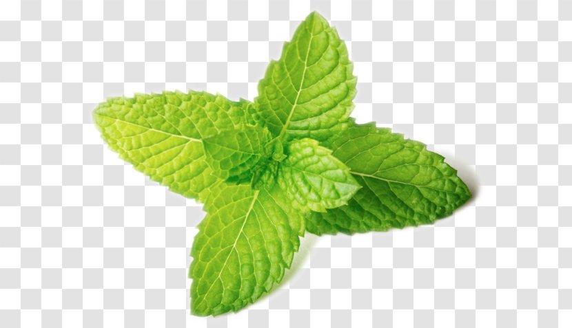 Peppermint Spearmint Image Stock Photography Leaf - Istock Transparent PNG