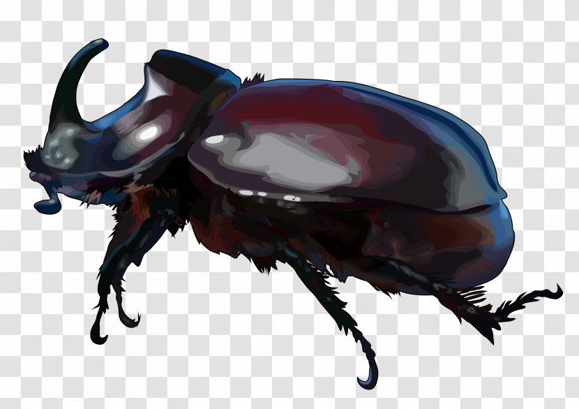 Dung Beetle Hercules Escarabajo Rinoceronte Japanese Rhinoceros - Node Transparent PNG