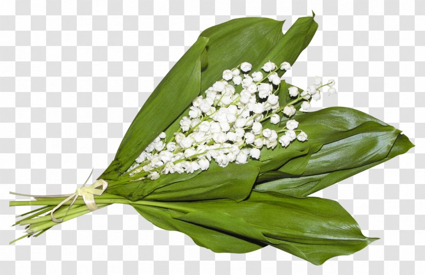 Lily Of The Valley 1 May Labour Day International Workers' Holiday - Birthday - 70 Transparent PNG
