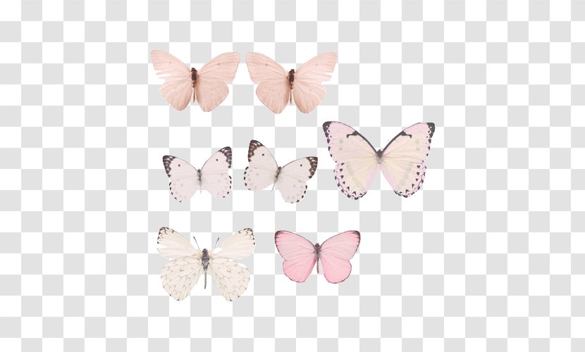 Butterfly Pastel Drawing Image Paper - Glasswing Transparent PNG