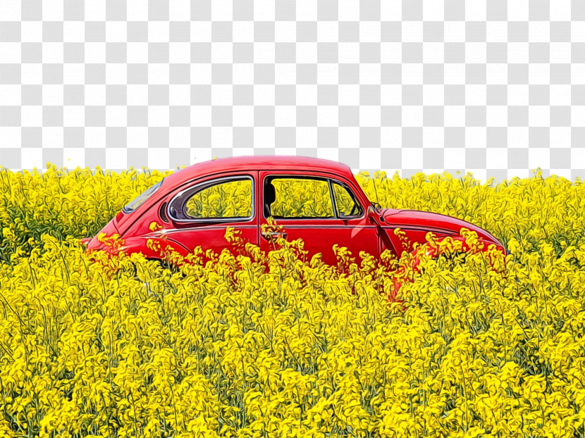 Rapeseed Oil Car Yellow Landscape Flower Transparent PNG