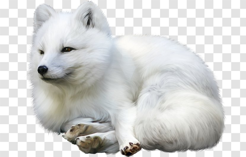 Arctic Fox Gray Wolf Idea Champagne - Dog Like Mammal Transparent PNG