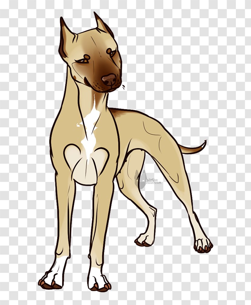 Whiskers Italian Greyhound Dog Breed Cat Transparent PNG