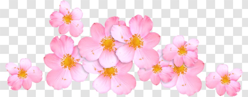 Cherry Blossom Pink M ST.AU.150 MIN.V.UNC.NR AD Flowering Plant Transparent PNG