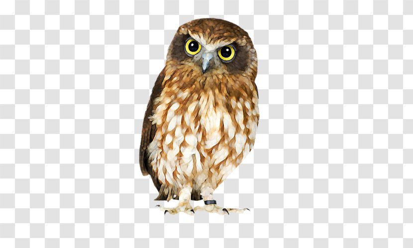 Brown Hawk-owl Bird Barn Owl Clip Art - Nocturnality - Illustration Transparent PNG