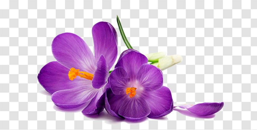 Desktop Wallpaper Stock Photography Flower White Crocus Petal - Green - Purple Orchid Transparent PNG
