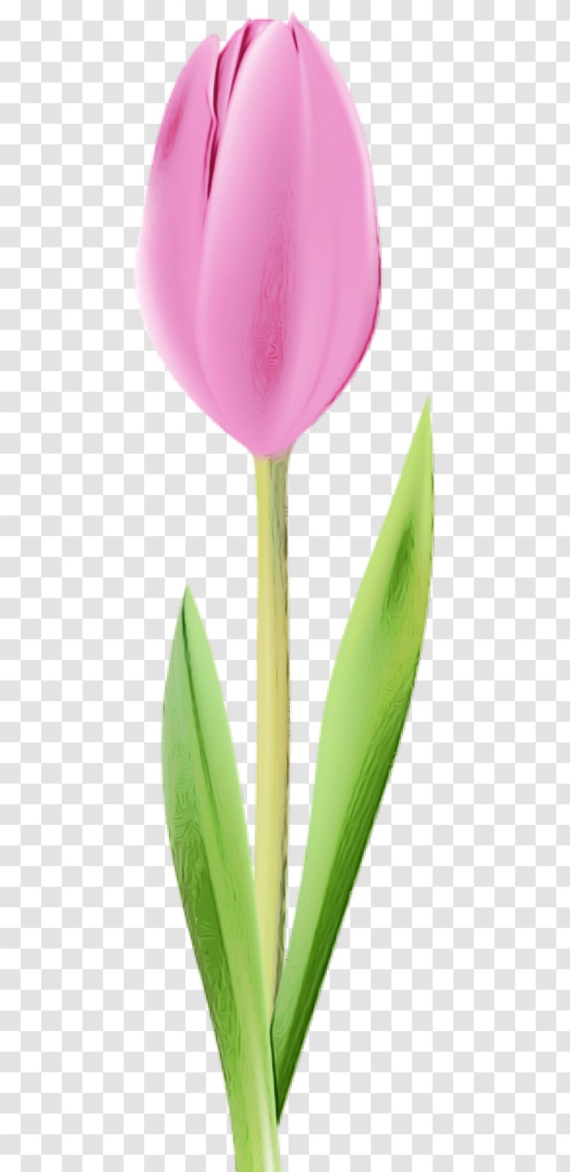Flower Tulip Petal Plant Flowering - Paint - Bud Lily Family Transparent PNG