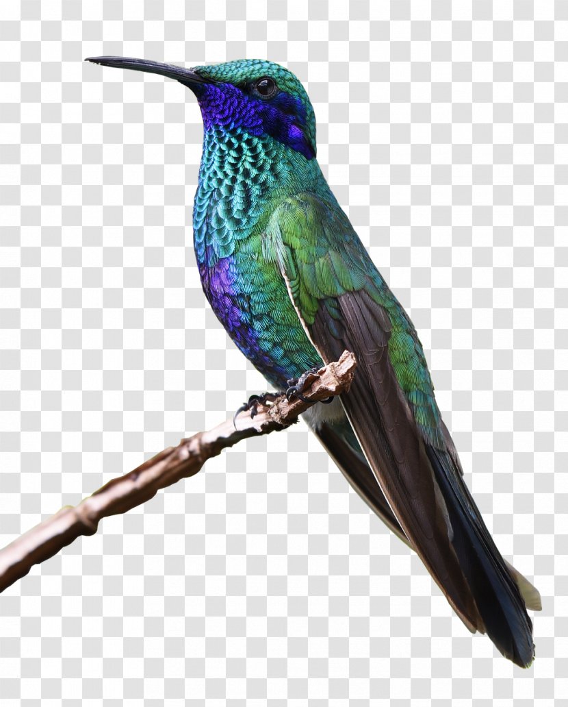 Zapata Swamp Bee Hummingbird Wing Transparent PNG