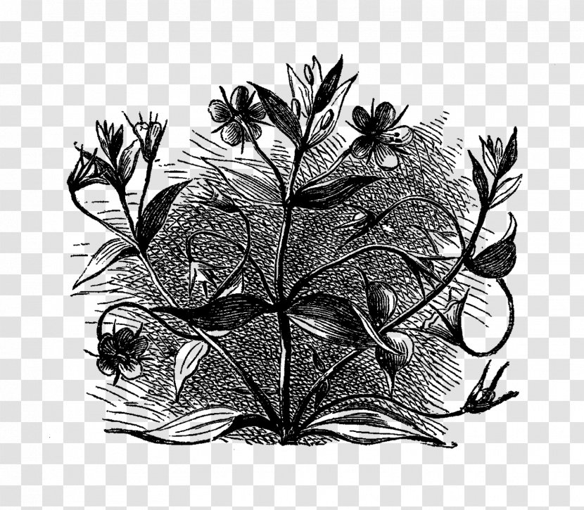 Visual Arts Black And White Drawing Monochrome - Plant - Flower Illustration Transparent PNG