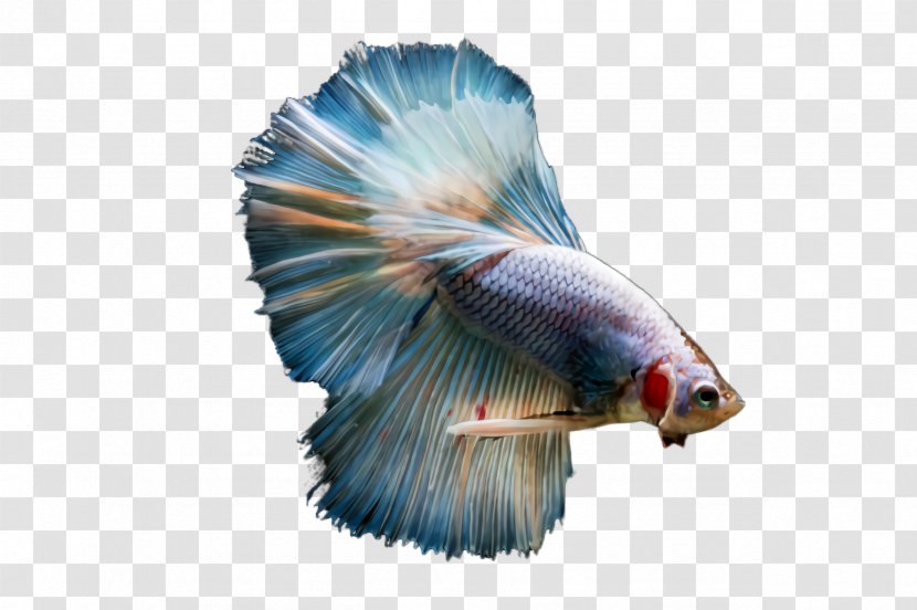 Blue Fish Tail Wing - Bird Transparent PNG