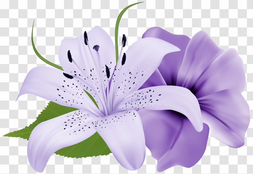 Flower Purple Lilium Clip Art - Royaltyfree - White Transparent PNG