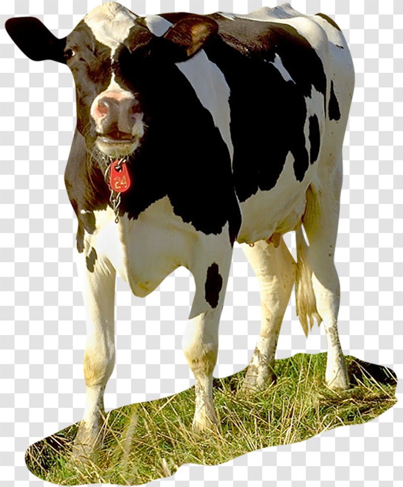 Dairy Cattle Baka Calf Taurine Holstein Friesian - Bull Transparent PNG