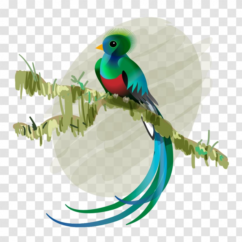 Budgerigar Bird Resplendent Quetzal Feather El - Plumage Transparent PNG