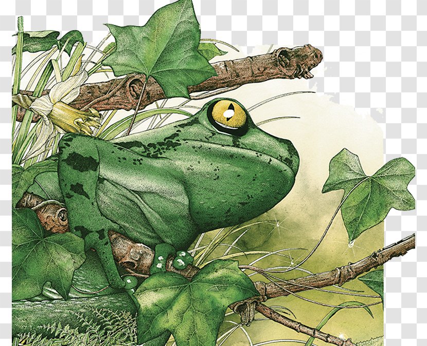 True Frog Amazon Rainforest Tropical Tropics - Drawing - Illustrator Transparent PNG