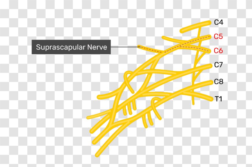 Lower Subscapular Nerve Upper Thoracodorsal Subscapularis Muscle - Musculocutaneous - Suprascapular Transparent PNG
