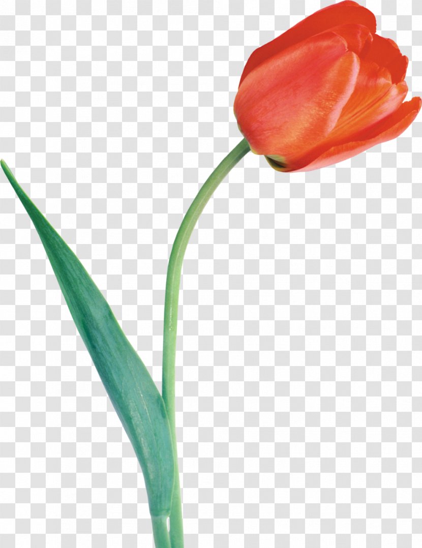 Tulipa Gesneriana Flower Bulb Clip Art - Tulips Transparent PNG