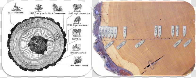 Dendrochronology Tree Rings And Environment Dendroecology Aastarõngad Geology - Flower Transparent PNG
