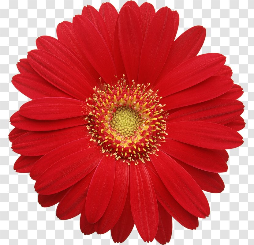 Transvaal Daisy Common Red Clip Art - Annual Plant - Free Images Transparent PNG