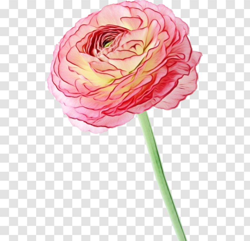 Watercolor Pink Flowers - Rose Order - Camellia Pedicel Transparent PNG