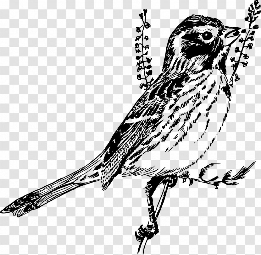 Finch Sparrow Black And White Line Art Clip - Bird Transparent PNG