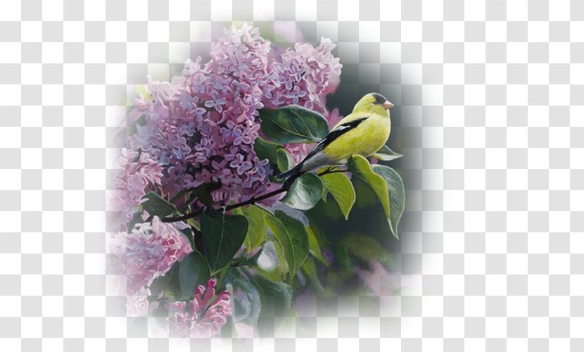 Penticton Oil Painting Artist - Flower Transparent PNG