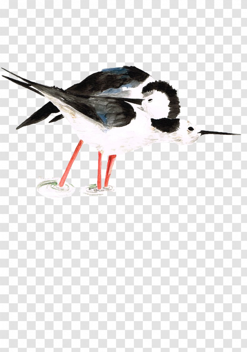 Beak Fauna Feather Wader - Shorebird Transparent PNG