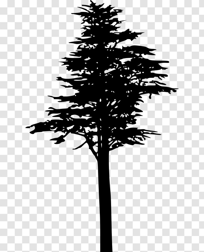 Fir Spruce Lodgepole Pine Conifer Cone Conifers - Tree Transparent PNG