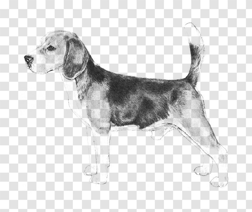 Beagle Puppy Veterinarian Dog Breed Pet - Kennel Transparent PNG