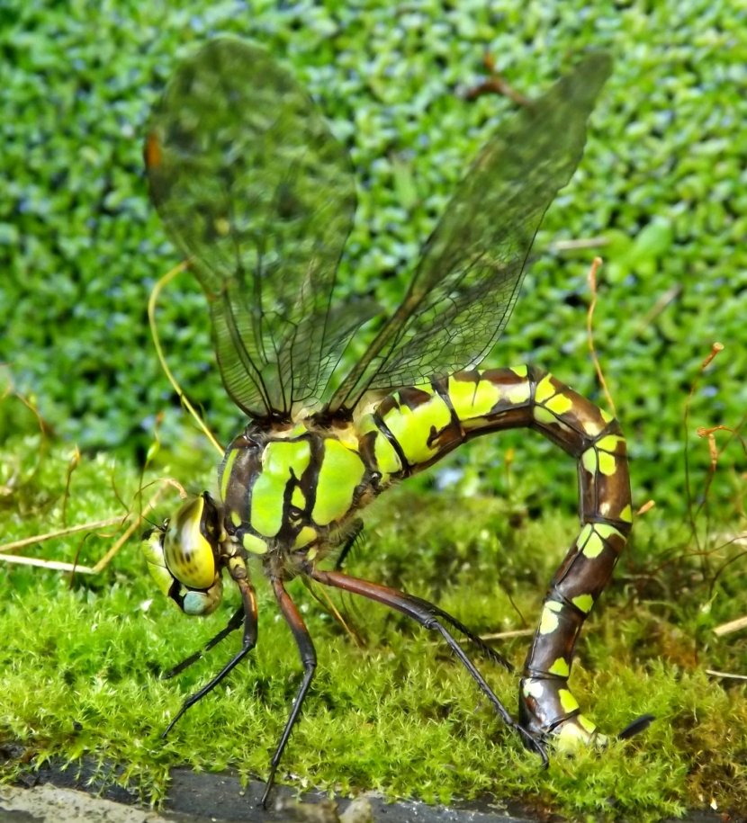 Southern Hawker Insect Dragonfly Ovipositor Arthropod - Egg Transparent PNG