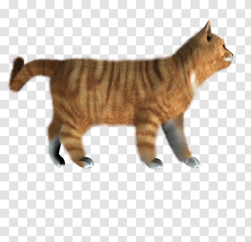 Domestic Short-haired Cat - Short Haired - Gatos Transparent PNG