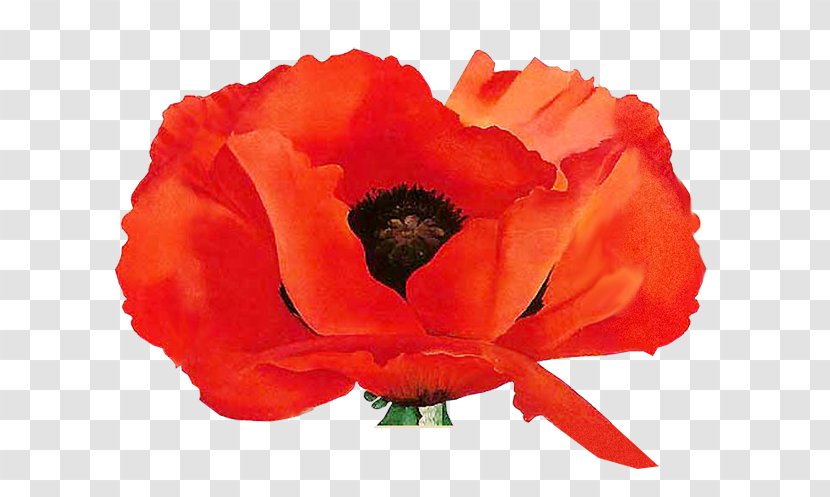 Remembrance Poppy Painting Oriental Poppies: Little Keep It Flowers - Garden Roses Transparent PNG