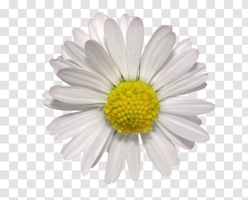 Oxeye Daisy Chrysanthemum Paludosum - Leucanthemum Transparent PNG