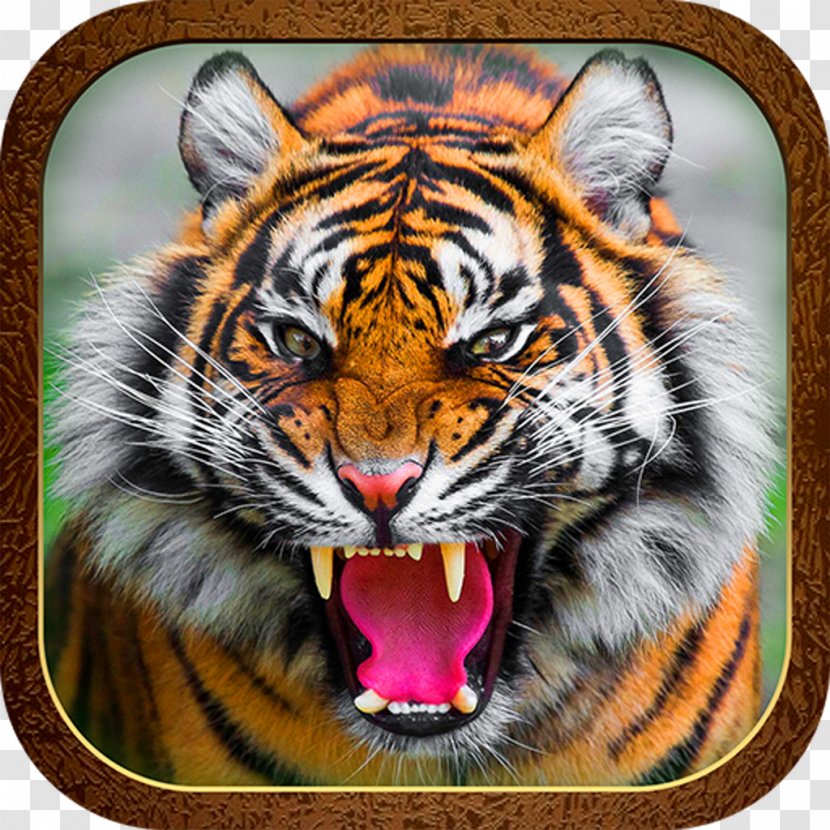 Tiger Roar Cat Jaguar Animal - Like Mammal Transparent PNG