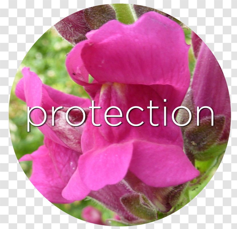 Snapdragon Kinds Of Flowers Seed Skull - Pink - Secret Garden Wind Transparent PNG