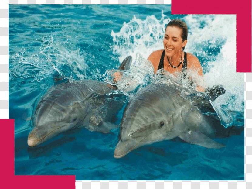 Sea Life Park Hawaii Discovery Cove Dolphin Quest Swimming With Dolphins - Vacation Transparent PNG