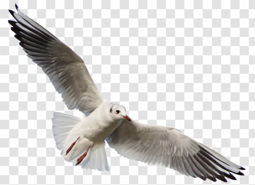 Bird Gulls DeviantArt Photography - Fauna - Seagull Transparent PNG