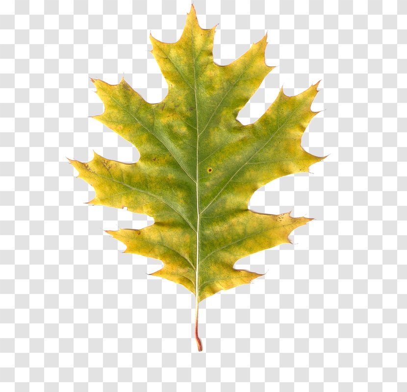 Autumn Leaves Leaf Clip Art - Maple Transparent PNG